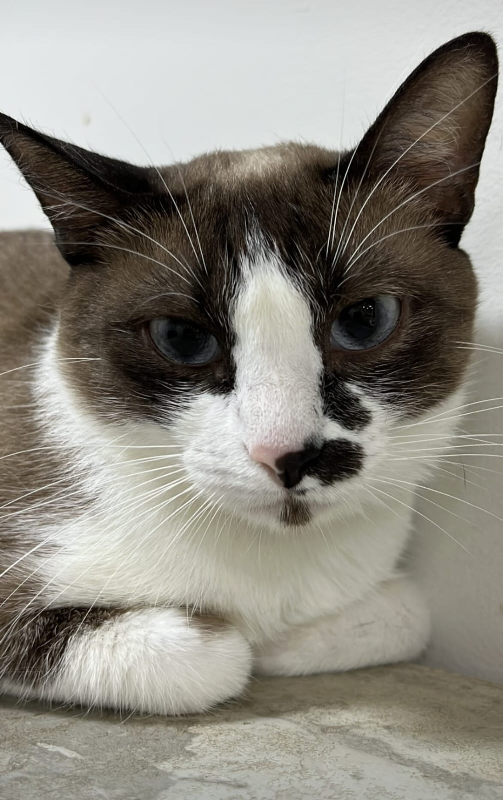 Gato 1