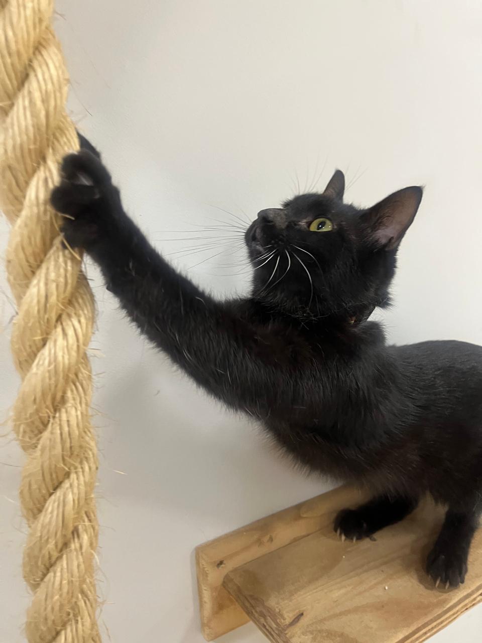 Gato 2