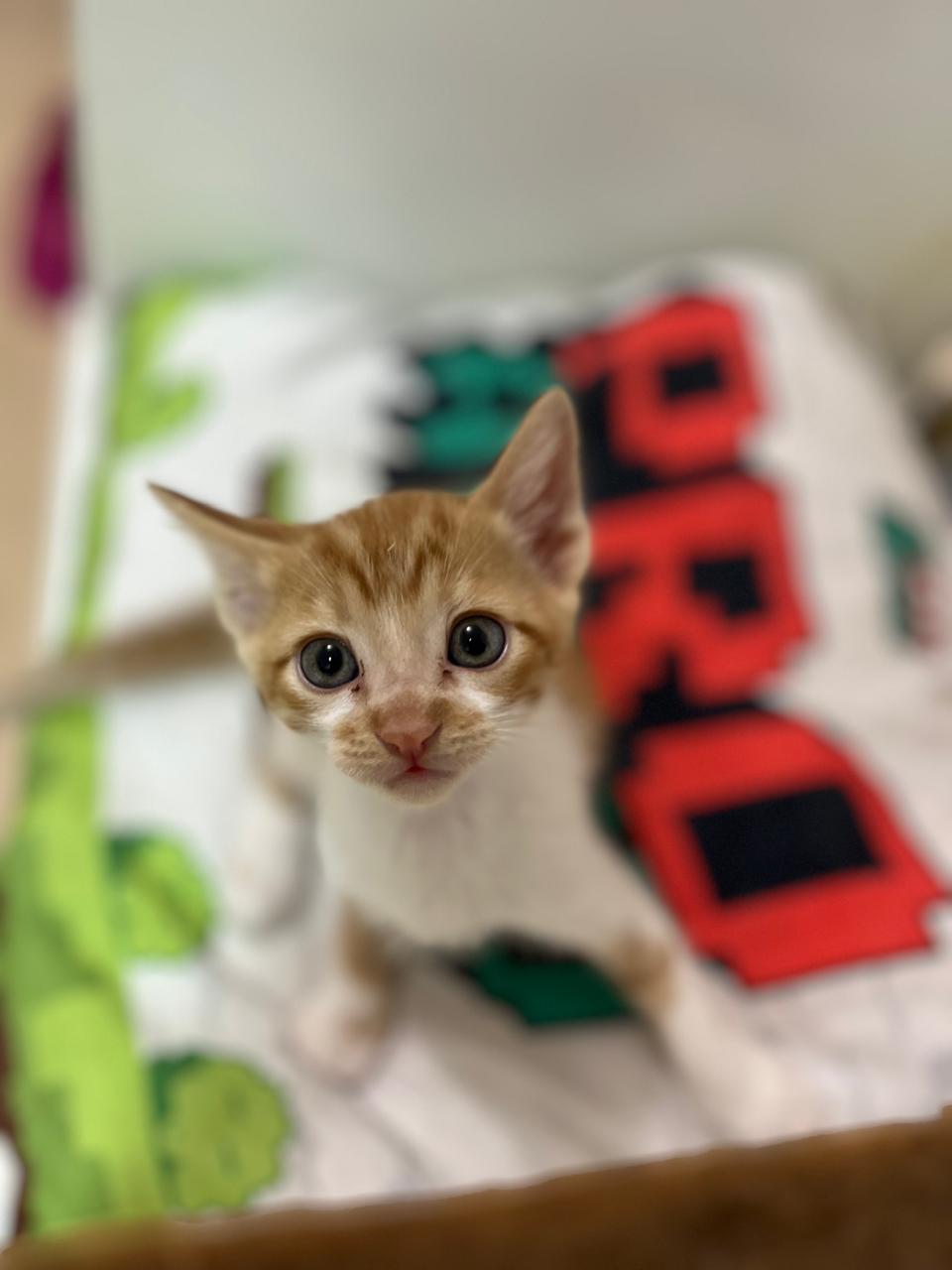 Gato 4