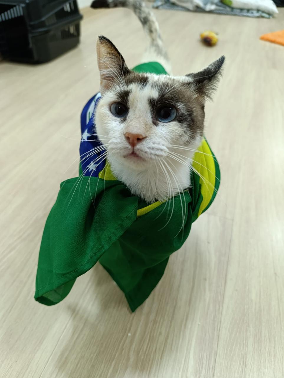 Gato 5