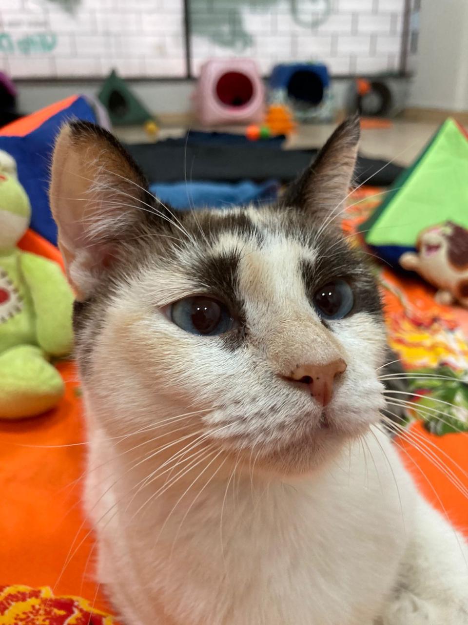Gato 6