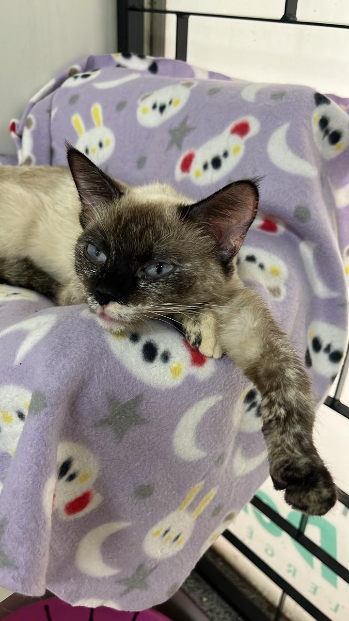 Gato 7