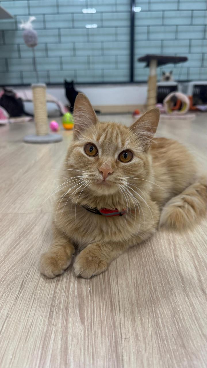 Gato 8