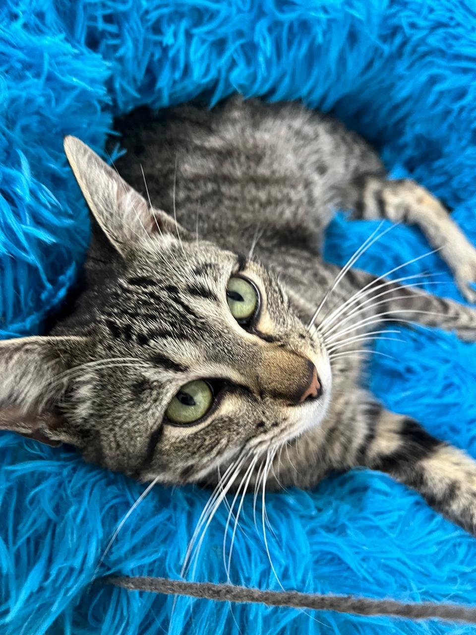 Gato 9