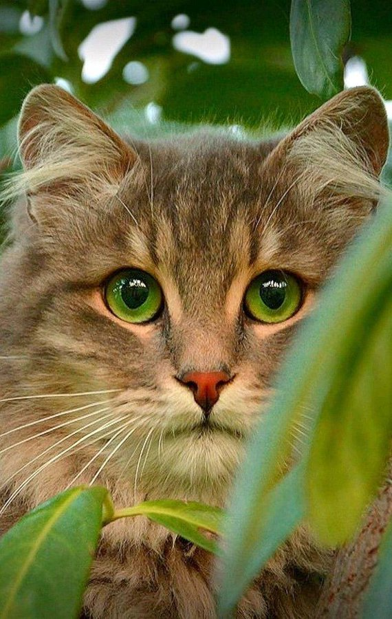Gato fofo