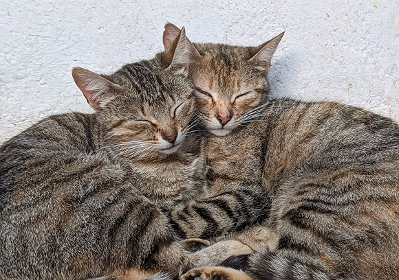 Gatos juntos