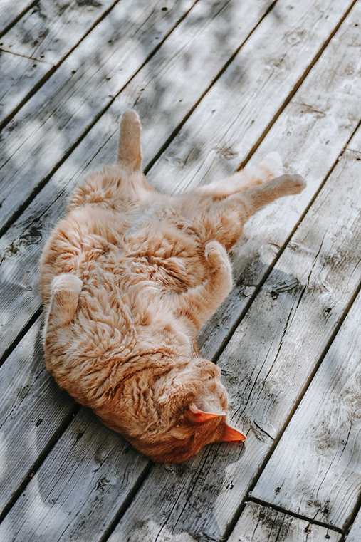 Gato laranja deitado